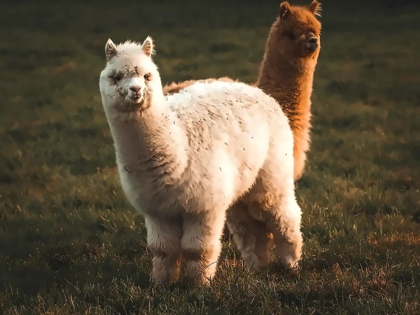 Alpaca raises $135M total $435M funding for tokenized stock infrastructure