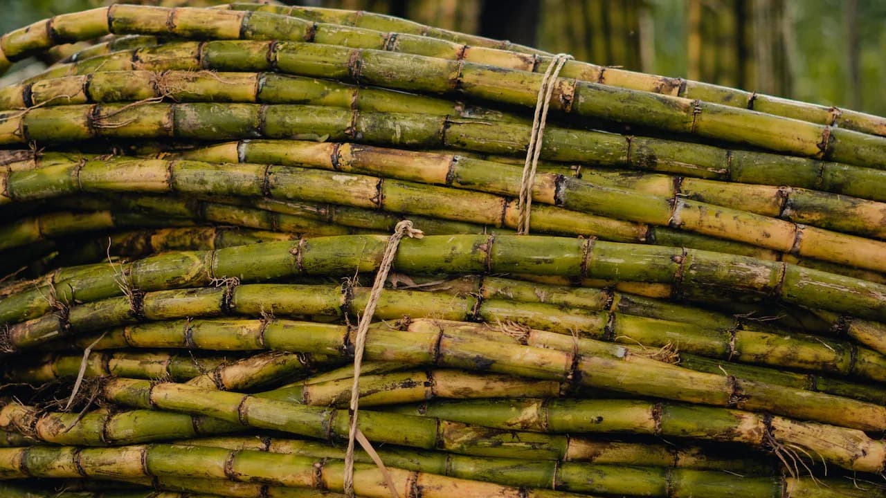 Balrampur Chini Q1 profit drops 14.39% to ₹44.15 crore
