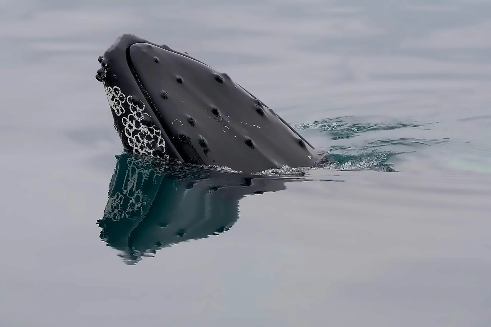 Bitcoin Whale Moves $40M After 13-Year Dormancy - OTC Transaction