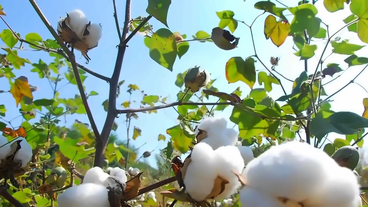 Cotton prices rise on rupee weakness, strong demand
