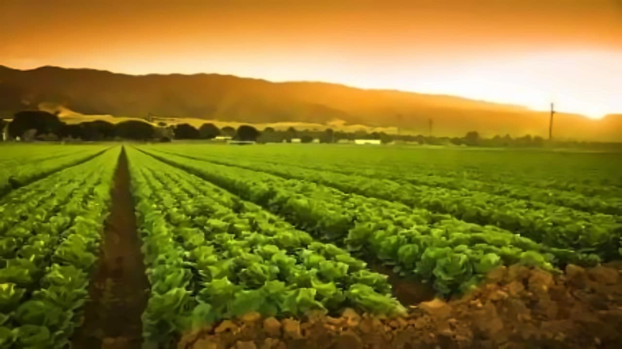 Crystal Crop Protection cuts IPO size to ₹439.3 crore