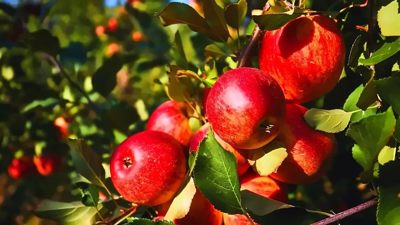 Himachal apple economy faces 40% production decline amid climate crisis