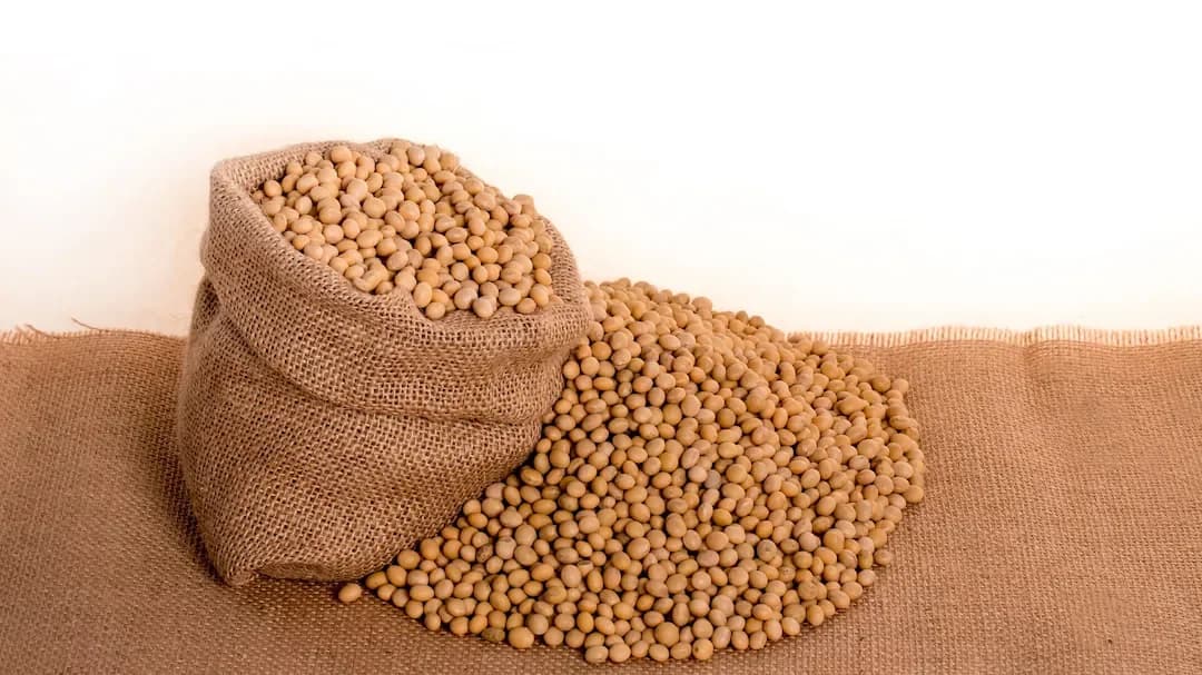 India Cancels Soy Export Deals After 41% Price Surge
