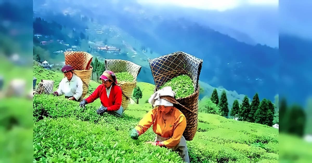 ITA seeks ₹113 cr support for Darjeeling tea revival