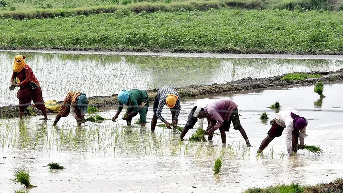 Kharif sowing down 6% as weak monsoon hits pulses, oilseeds