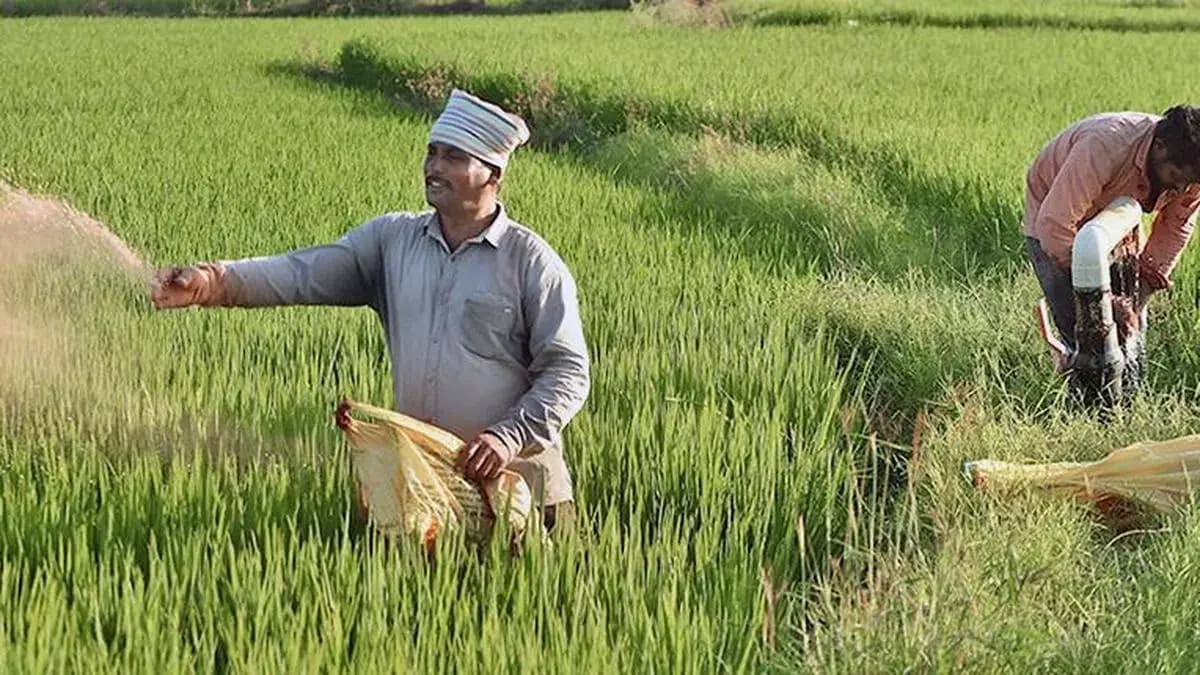 Rabi crops sell 3-8% below MSP as maize plummets 24%