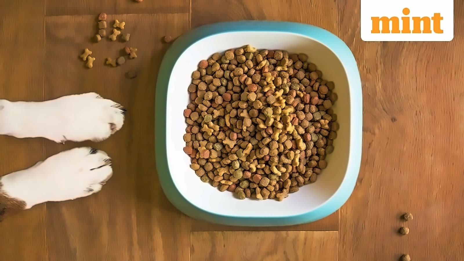 Wipro Consumer launches Snuggles pet food at ₹530/kg