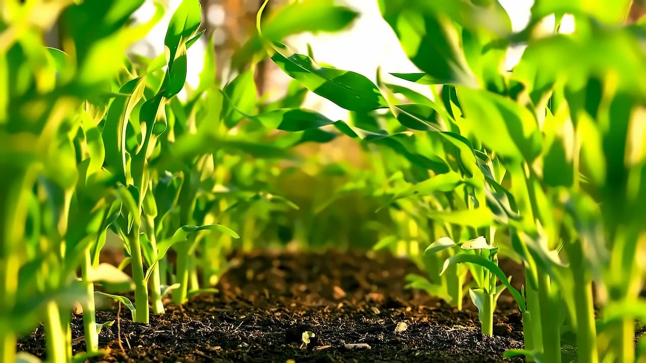 ACFI Proposes ₹5,000-7,500 Crore Scheme for China-Free Crop Protection