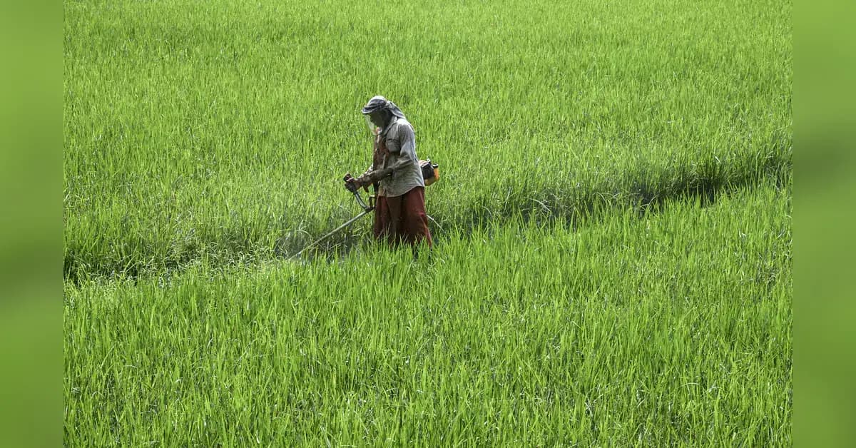 Agriculture GVA growth slows to 3.6% in Q1FY27: MoSPI data