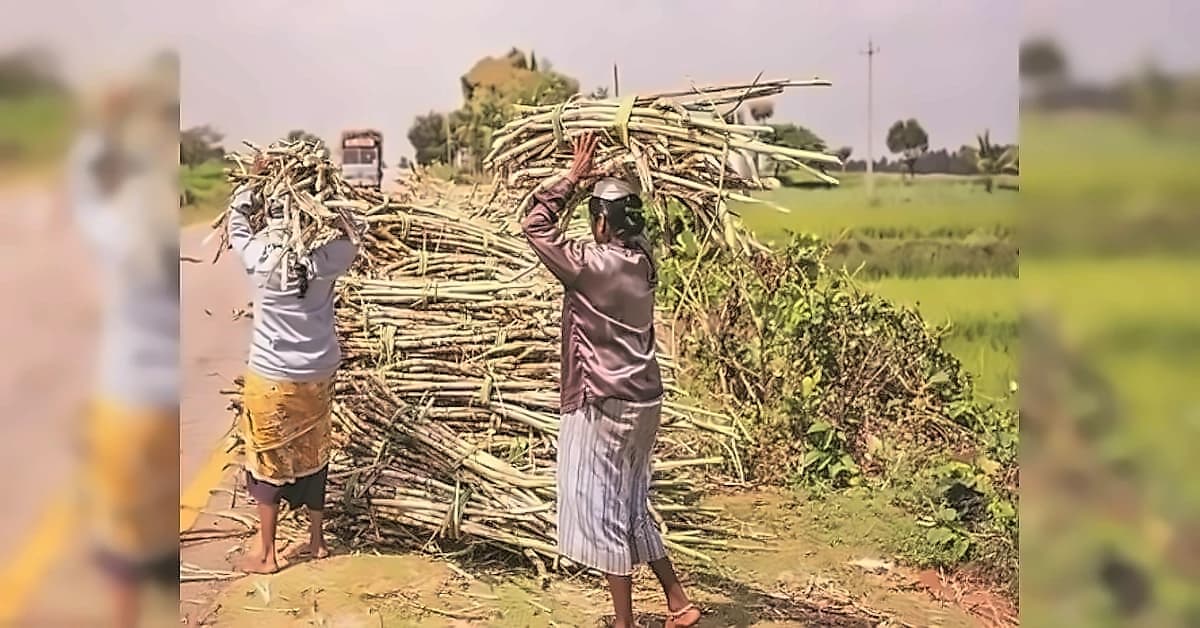 Australia Questions India's Sugarcane Support Over WTO Limits