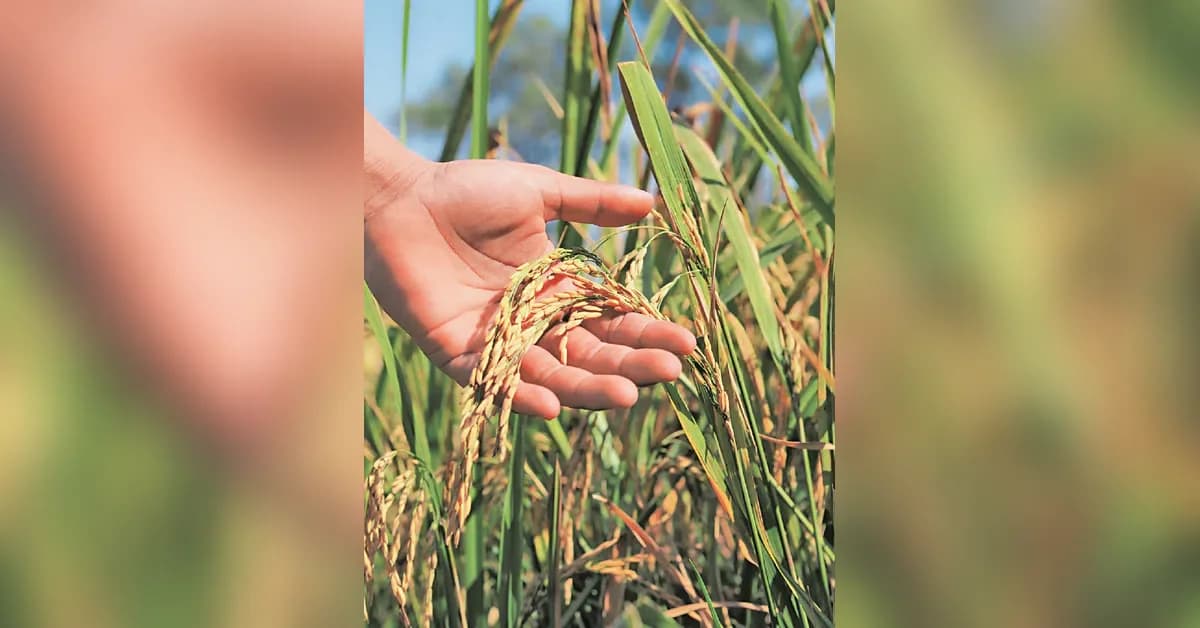 BIS Issues National Standard for Community Seed Banks to Preserve Indigenous Crop Varieties