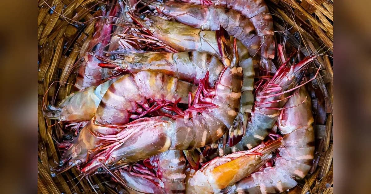 Black Tiger Shrimp Makes Strong Export Comeback After 15-Year Decline