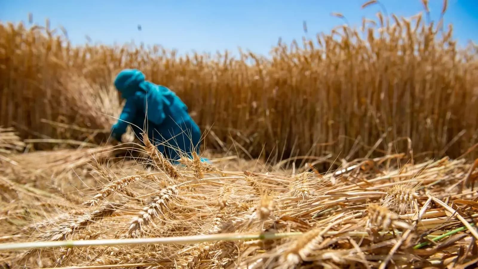 Centre lifts wheat export curbs; global supply boost expected