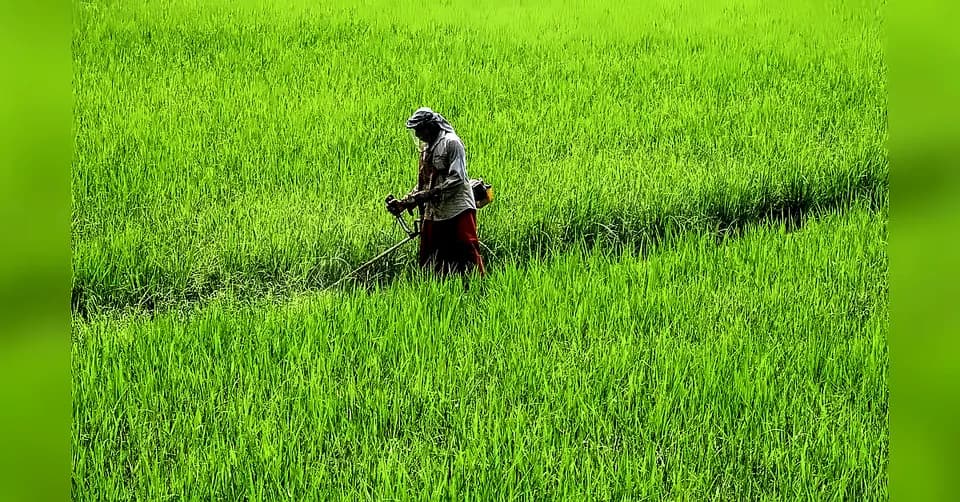 MP CM forms committee to resolve moong procurement crisis amid ₹20.16L tonne harvest