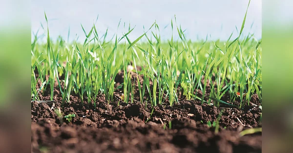 Super El Niño threatens 500M farmers globally, climate-resistant rice key