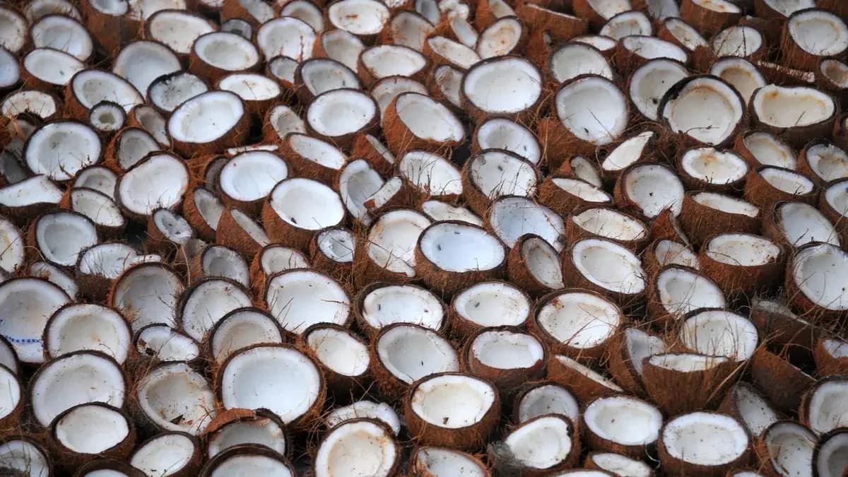 Copra prices expected at ₹145-150/kg in October on festive demand