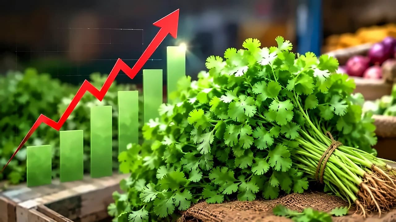 Coriander prices surge above ₹200/kg as heavy rains disrupt supply