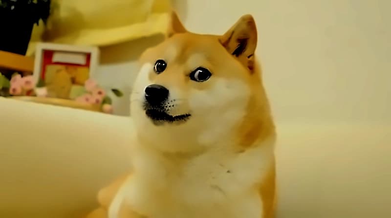 TBH stock surges 12% on Doge-Paxos partnership amid reverse split