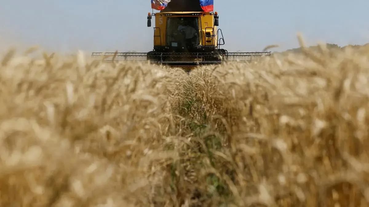 Global wheat output to drop 24 million tonnes in 2026-27 season