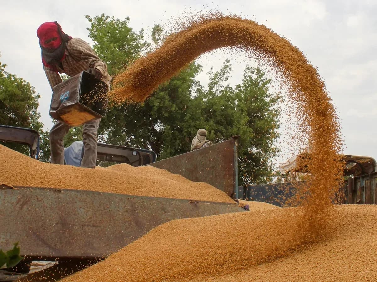 Govt allows 25 lakh tonne wheat exports amid resilient crop outlook