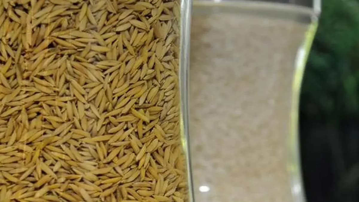 Govt forms panel on Punjab's hybrid paddy seed denotification