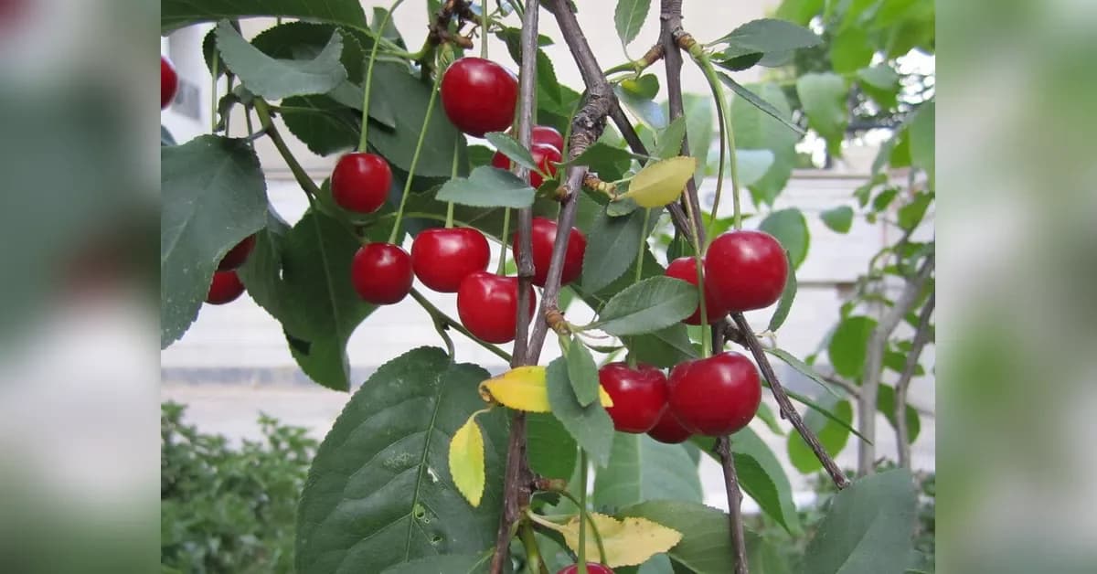 Himachal exports first cherry, plum consignment to Oman via air cargo