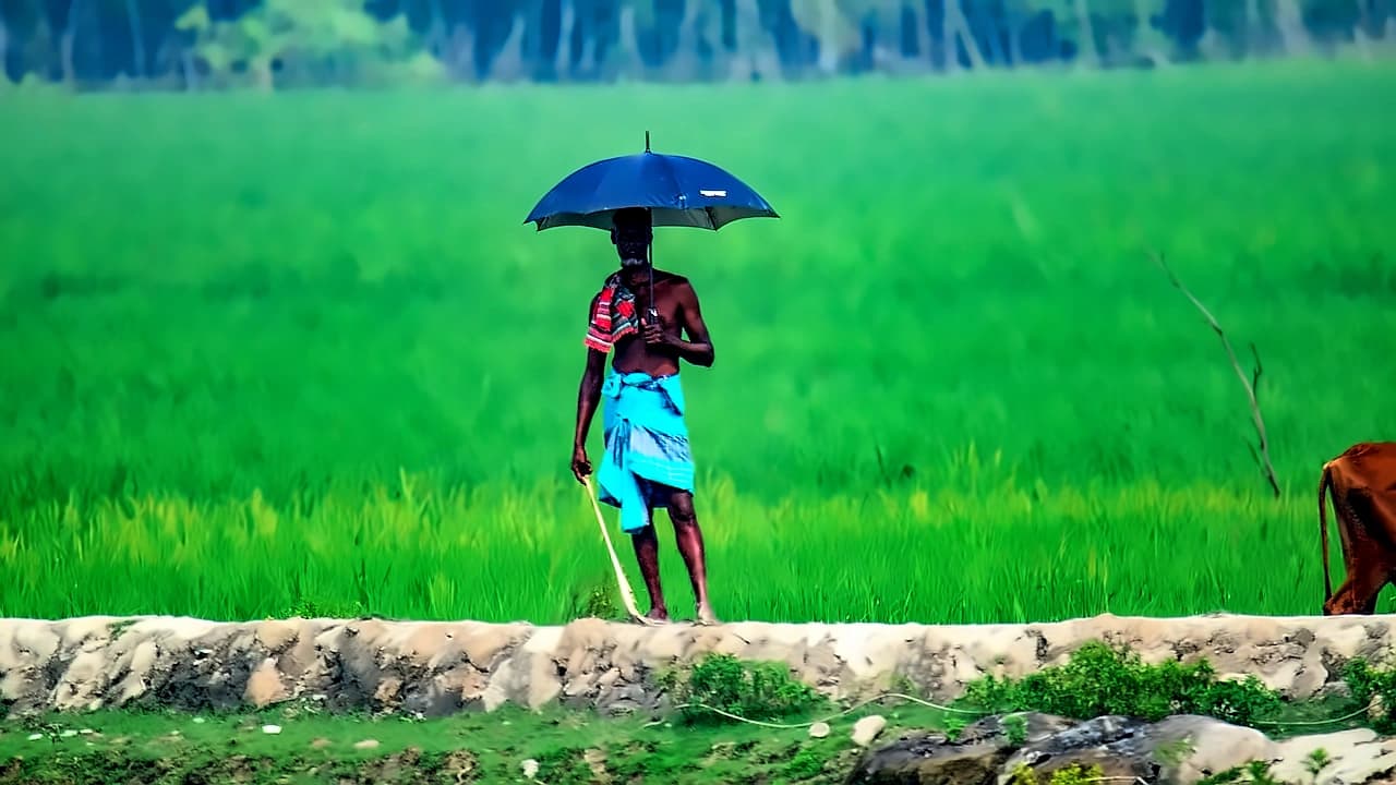 Kharif Sowing Ends 1.7% Lower as IMD Forecasts Below-Normal September Rains