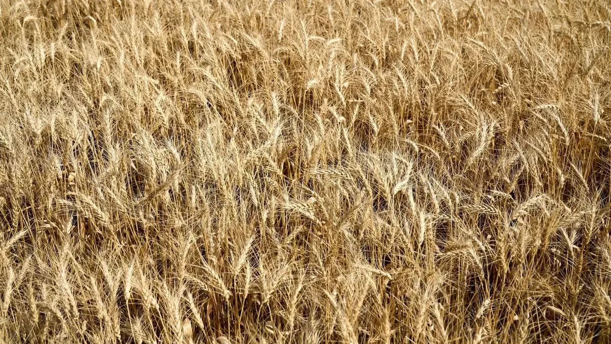 IMD forecasts mixed November rainfall for wheat regions