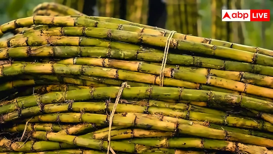 India Bans Sugar Exports Until Sept 2026, Global Prices Rise