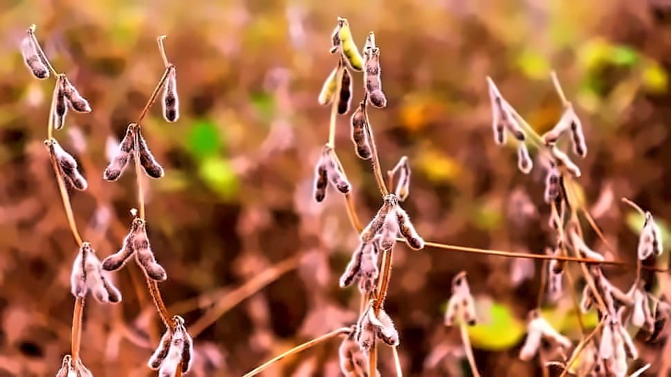 India cancels soymeal exports for first time since 2021
