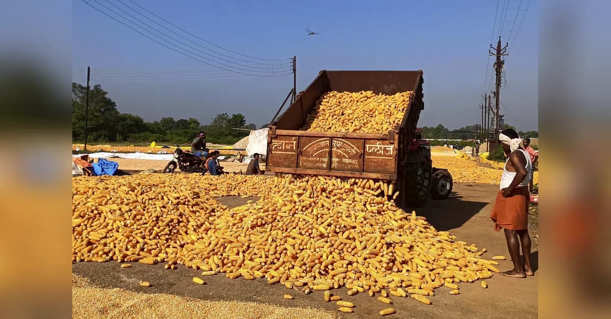 India corn exports surge as US farmers cut 3% corn acreage