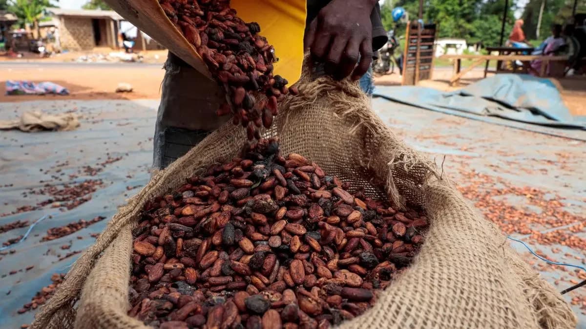India targets cocoa self-sufficiency by 2040 with national mission