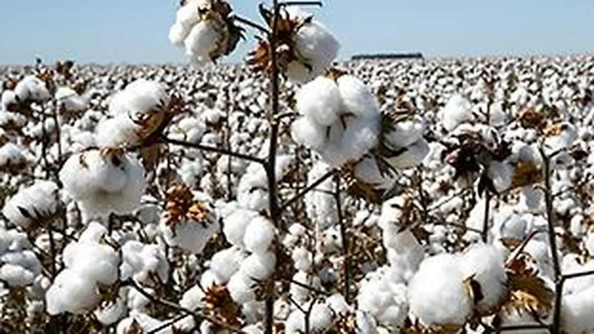 Indian Cotton Yarn Exports to China Double to $460M on Price Advantage