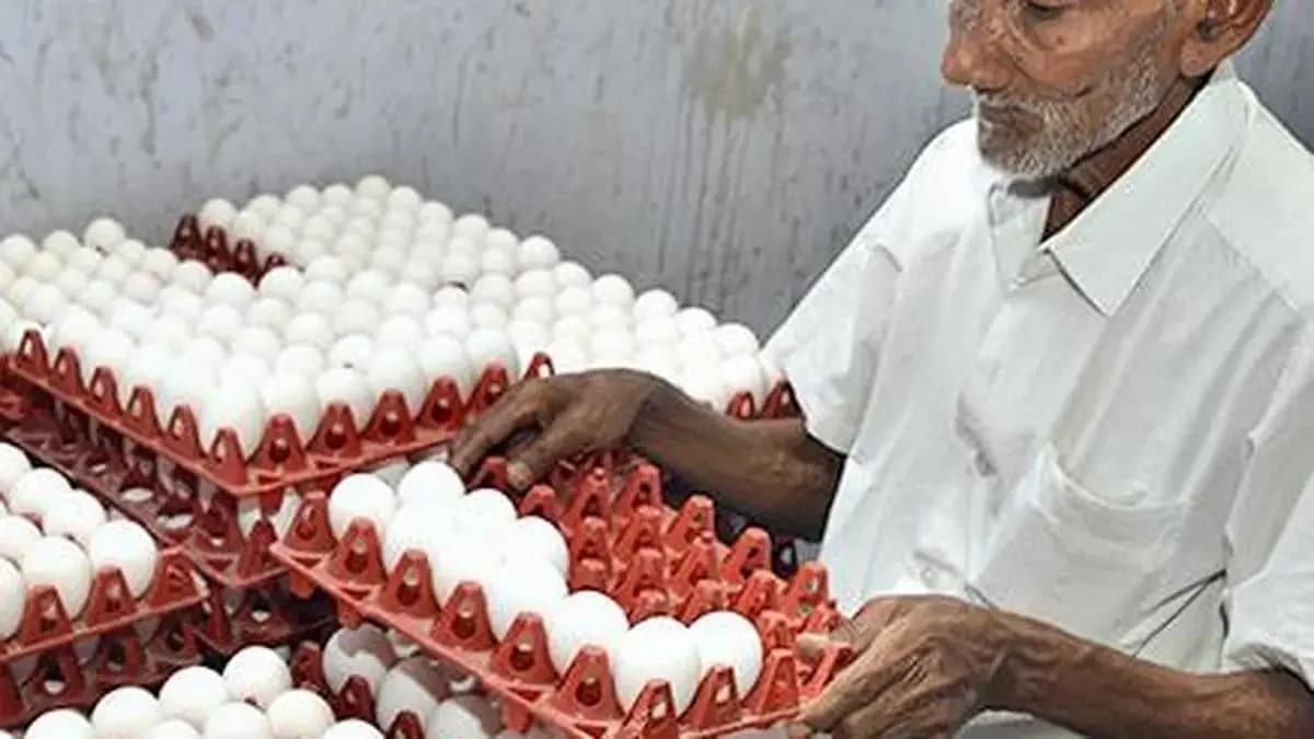 Indian poultry exports face freight cost crisis amid recovery