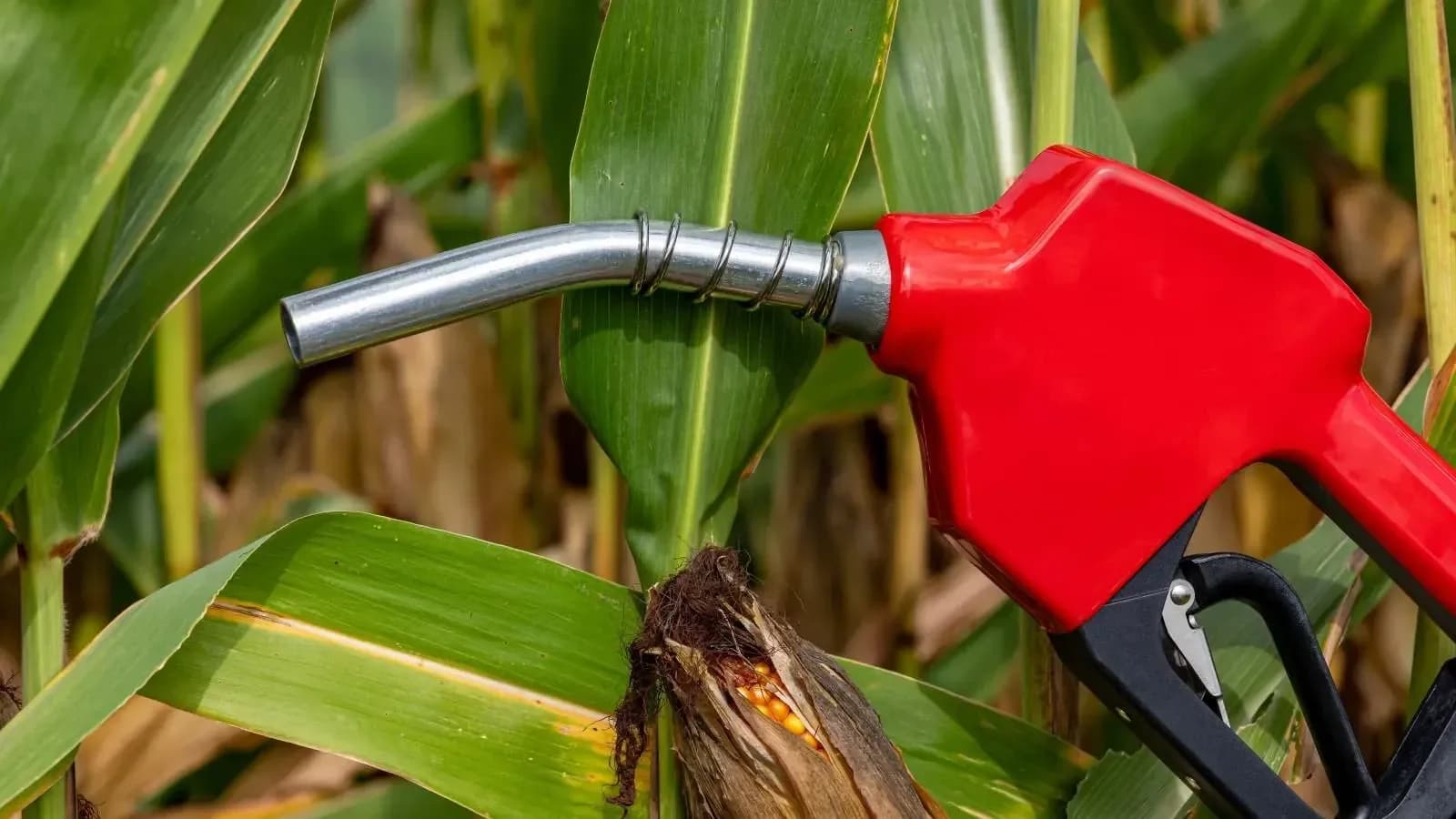 India's ethanol capacity hits 2,000 cr litres, signals roadmap beyond E20