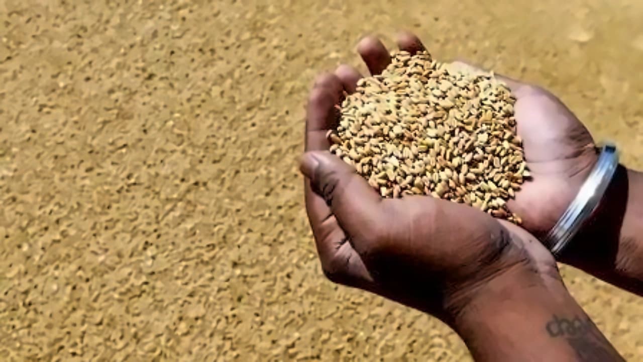 India's foodgrain production hits record 376.56 MT in 2025-26