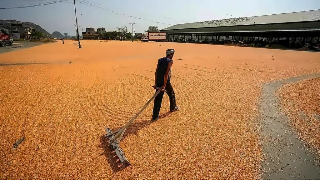 India's grain reserves hit record highs as commodity prices surge