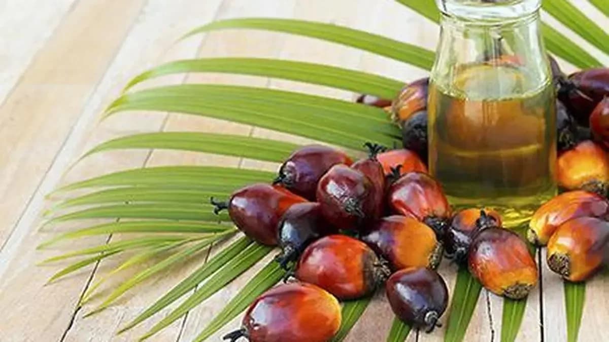 India's March palm oil imports drop 19% amid geopolitical tensions