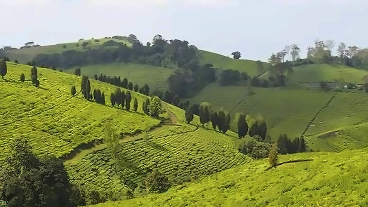 India's Orthodox Tea Exports to Russia Rise on Energy Ties