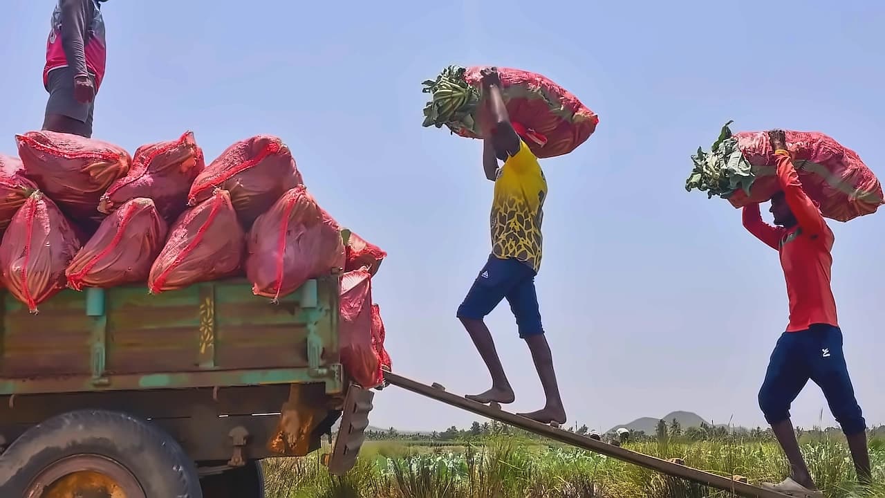India's unemployment rate hits 11-month high at 5.5% in May 2026