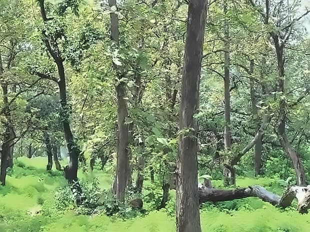 Industry seeks wider use of degraded forests for afforestation