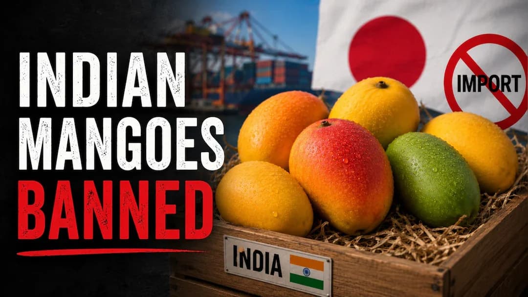 Japan Bans Indian Mangoes Again After 20 Years