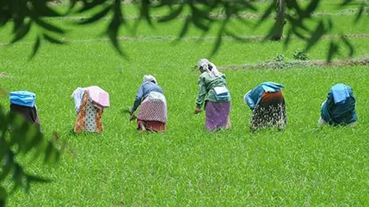 Kharif pulses sowing down 43% due to delayed monsoon rains