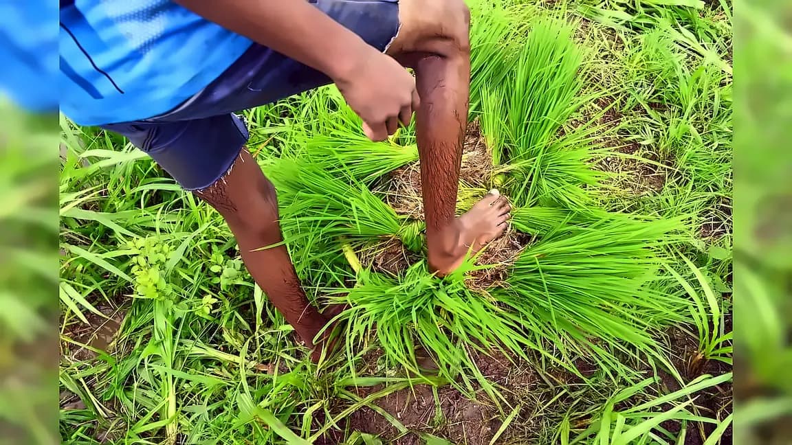 Kharif sowing drops 23% as monsoon deficit hits 38%, reservoirs fall