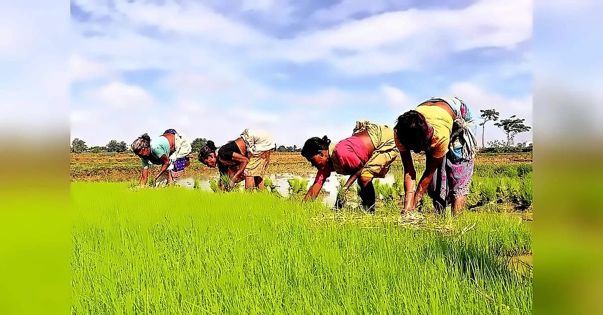 Kharif sowing gap with last year narrows to 4.7% by July 24