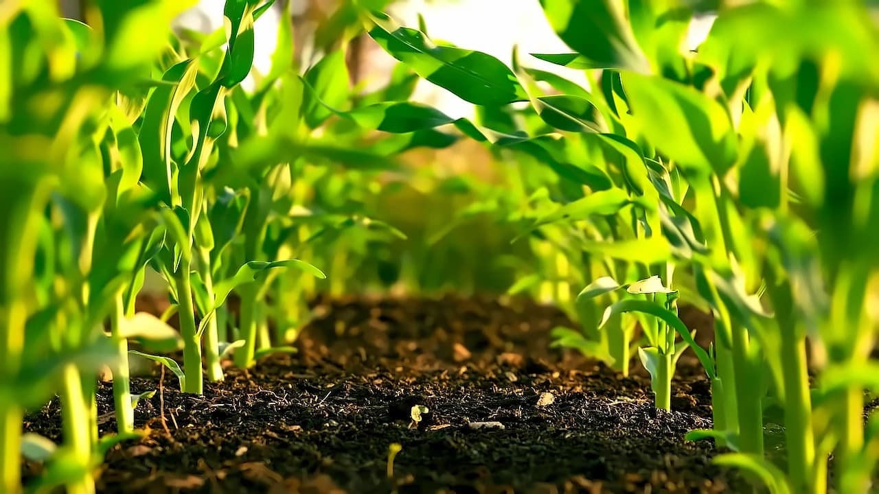 Everest Cumin Powder Recall Highlights Pesticide Risks in Indian Exports
