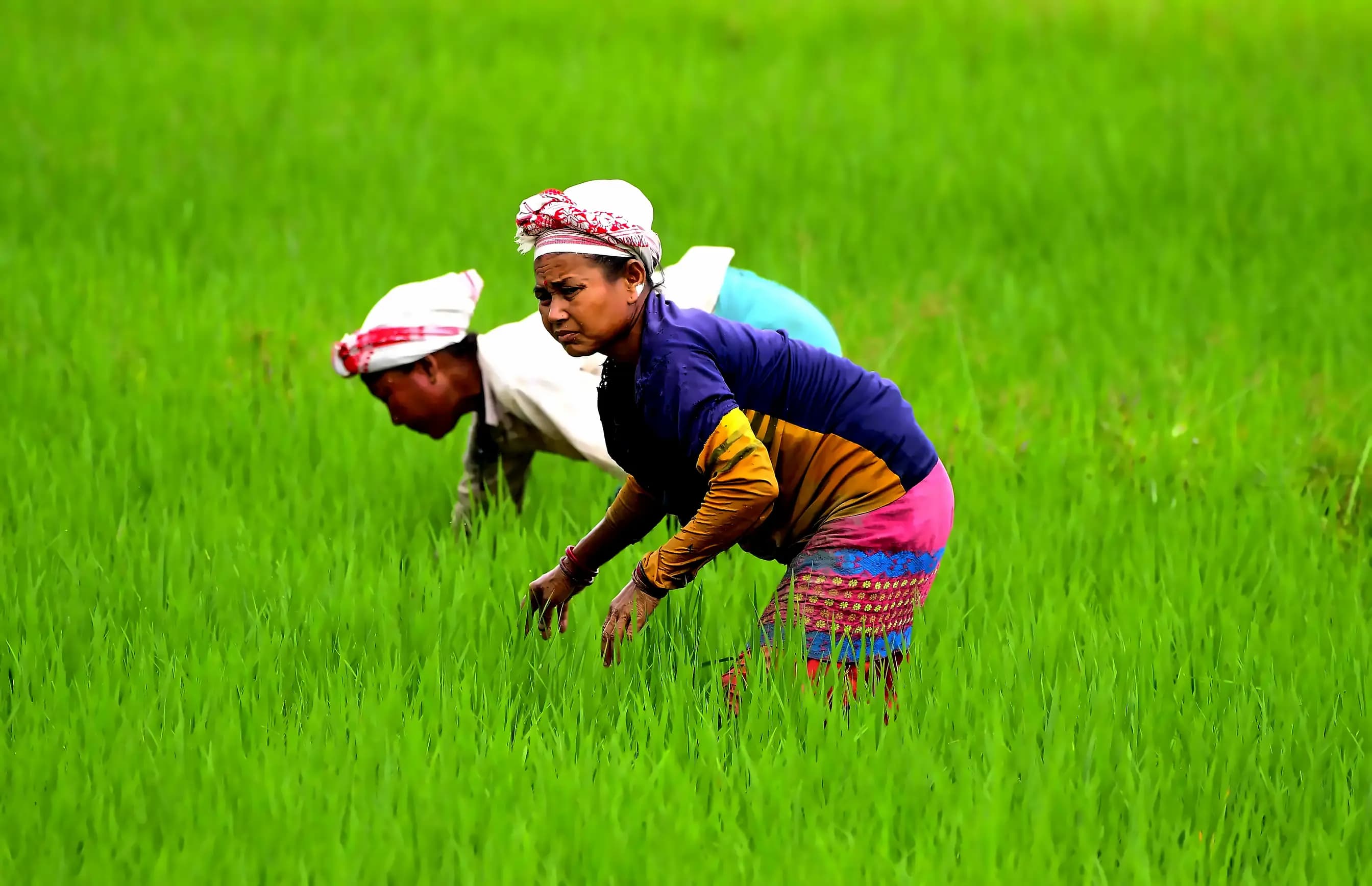 Modi's 25-year agricultural transformation from Gujarat to India