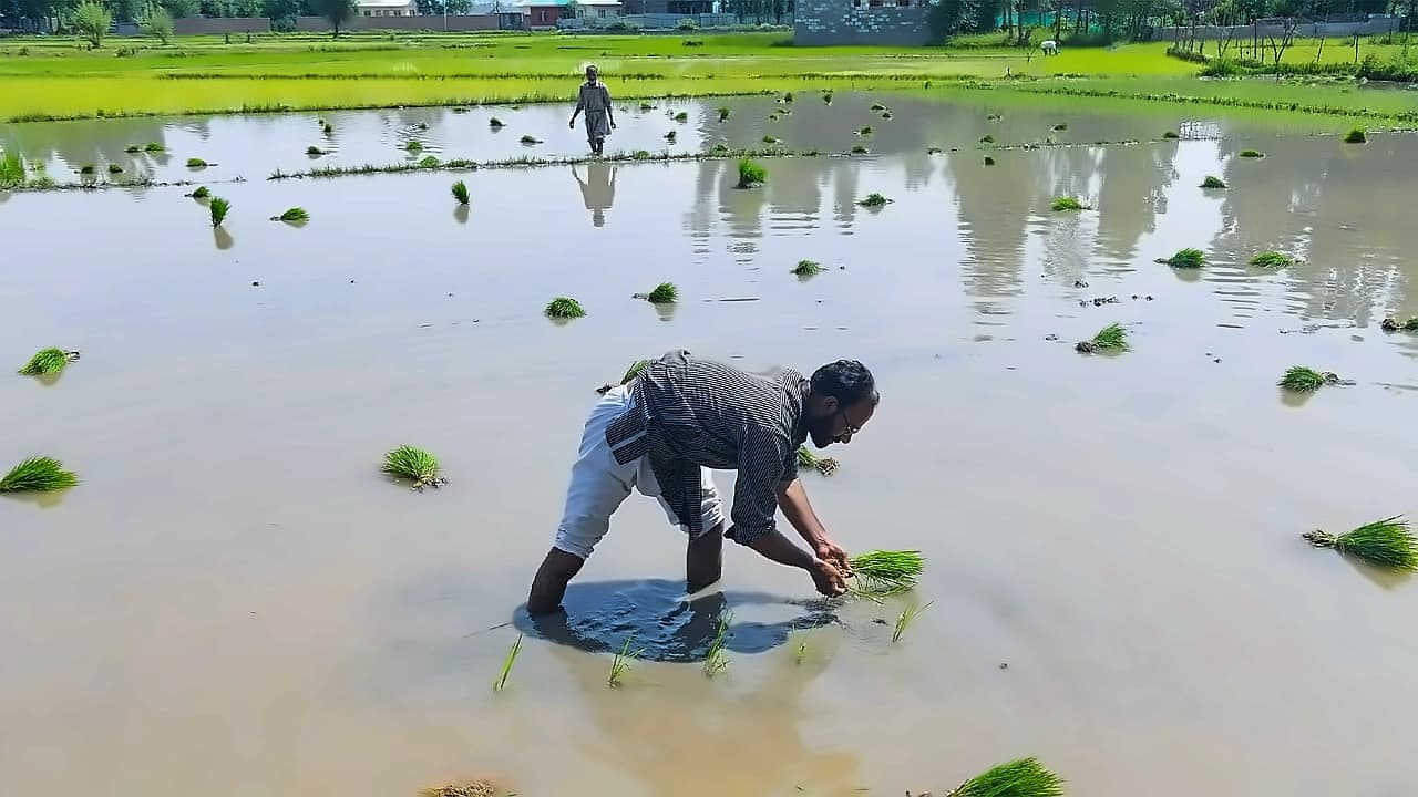 NABARD's AI models drive agriculture NPAs to single digits