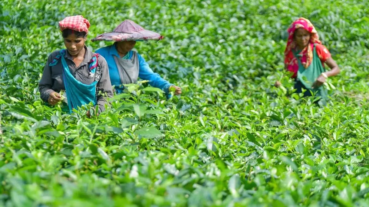 Orthodox tea prices rise ₹13/kg at Kochi auctions on West Asia demand