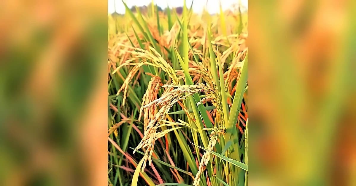 Kharif sowing reaches 92% normal area as July rains boost recovery